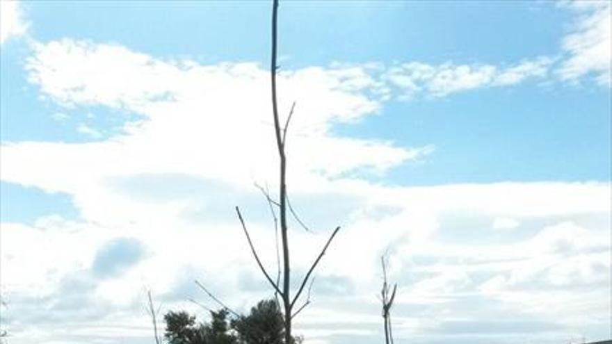 El embalse de La Loteta acogerá la plantación de más de 100 árboles