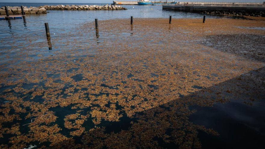 ¿Qué son las manchas que se ven en el mar de Canarias? Tranquilo, no es nada malo ni peligroso