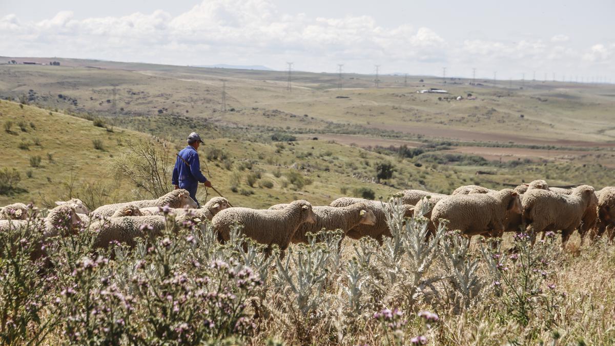 Un ganadero, con sus ovejas en una explotación de Extremadura.