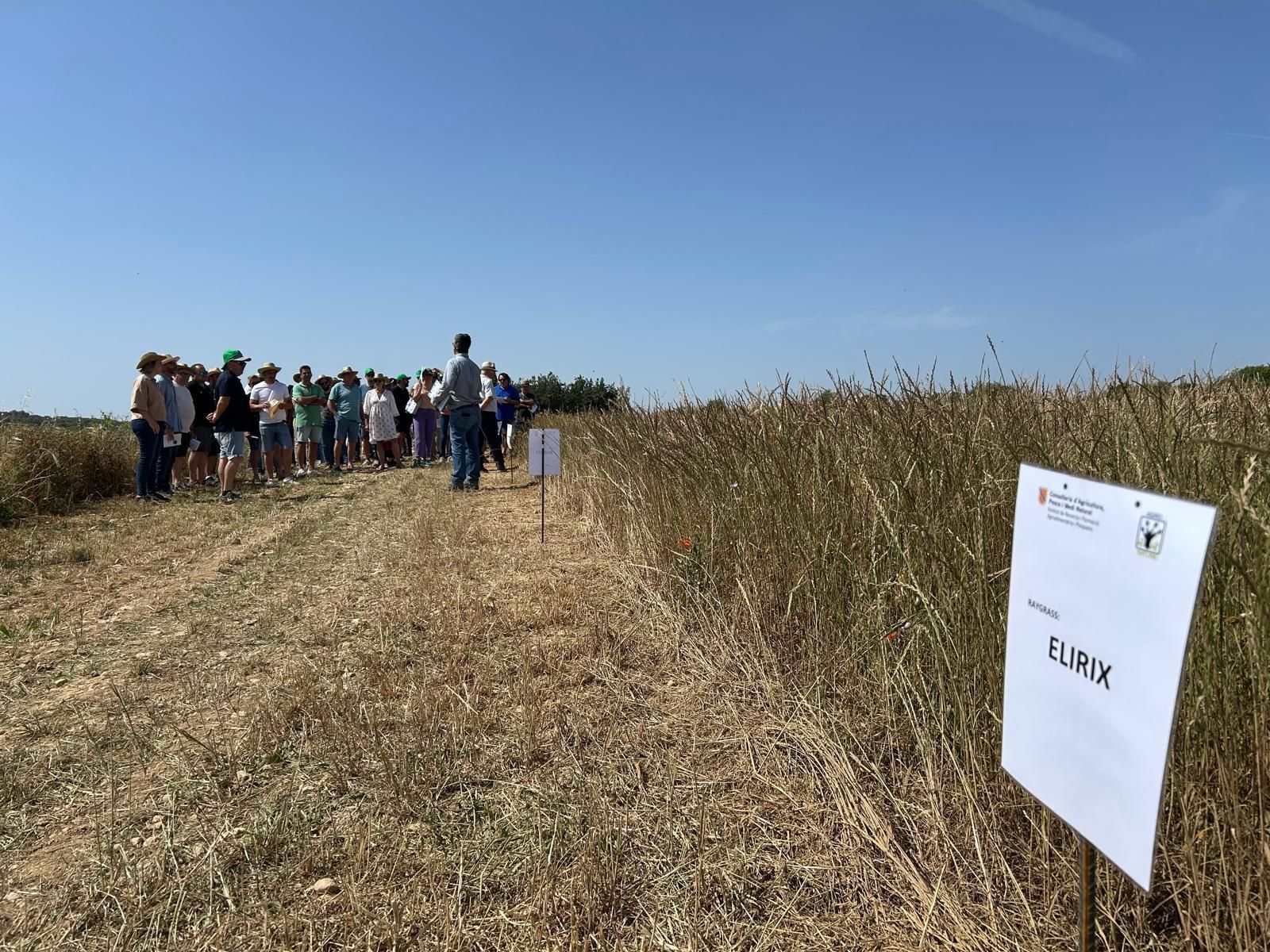 Agricultura | La jornada en el campo experimental de cereales en Maria de la Salut, en imágenes