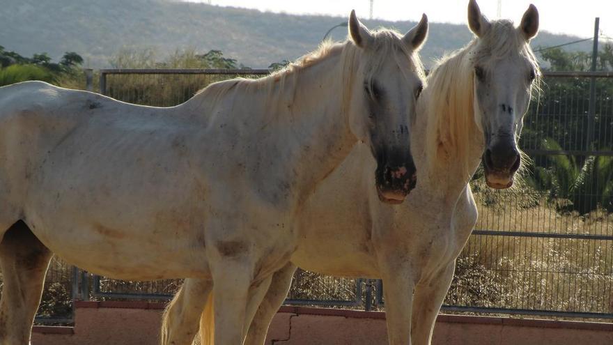 Las yeguas Clara y Blanca del Arca de Noé