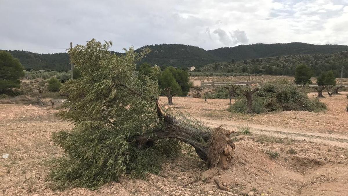 Arranques y desmoches de los olivares afectados por la instalación de plantas solares en las inmediaciones de la Sierra Salinas, en término de Villena.