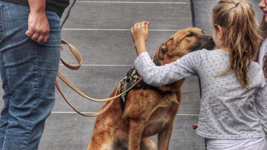 Un perro olisquea a una niña durante un desfile de perros en adopción, en Los Realejos.