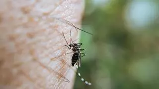 El método japonés que eliminará los mosquitos de tu habitación para siempre