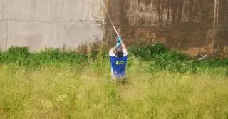 El milpiés se convierte en un plaga urbana en Carcaixent que acecha a las viviendas