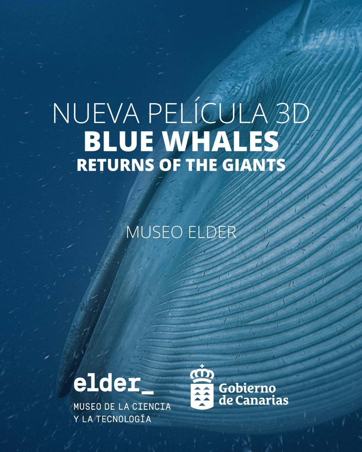 NUEVA PELICULA ELDER BLUE WHALES