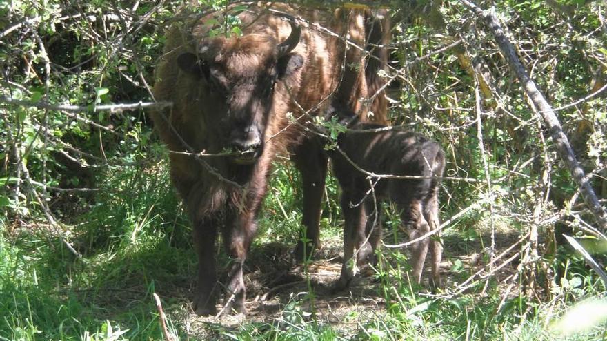 Una hembra de bisonte, con su cría, en Teverga.