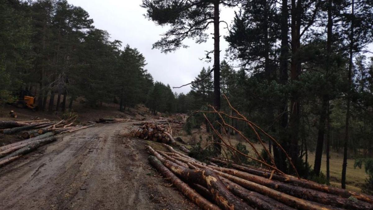 Una plataforma de Teruel traslada a Europa las protestas por la tala de  árboles en la Sierra de Albarracín