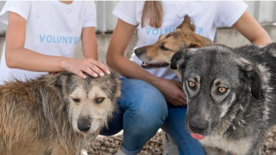 L&#039;abandonament d&#039;animals enregistra un rècord: el 2024 es van recollir gairebé 300.000 gossos i gats, la xifra més alta en cinc anys