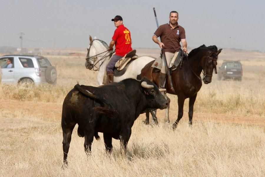 Fiestas en Zamora: Encierro en Villalpando