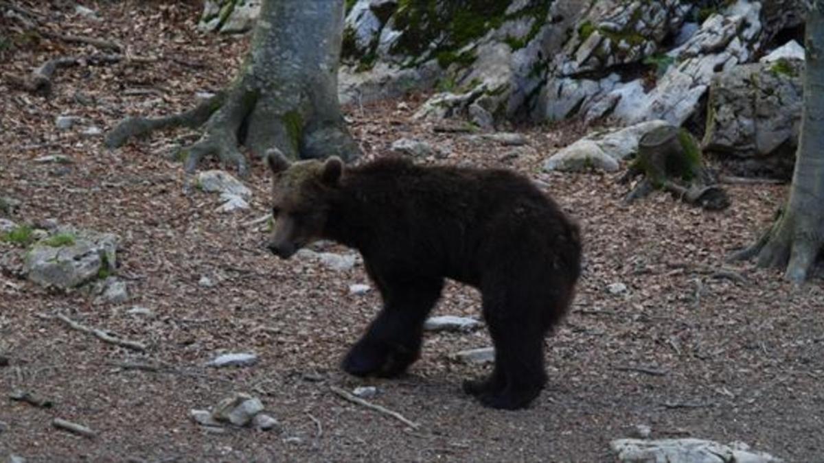 En junio del 2016 8Goiat, poco después de ser liberado en el valle de Ísil, en el parque natural del Alt Pirineu.