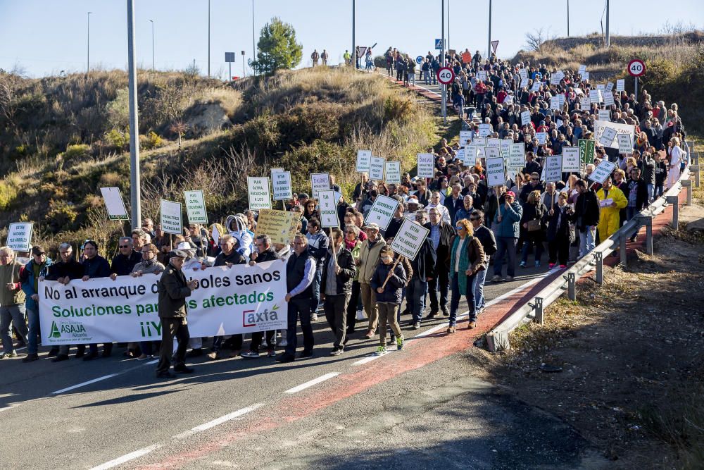 Agricultores de la provincia se manifiestan contra el plan de erradicación de la Xylella del Consell