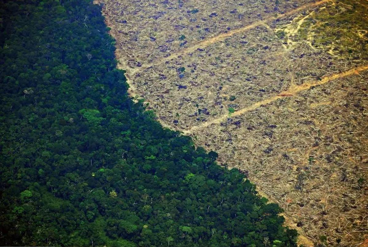 La deforestación busca a menudo buscar pastos para la ganadería