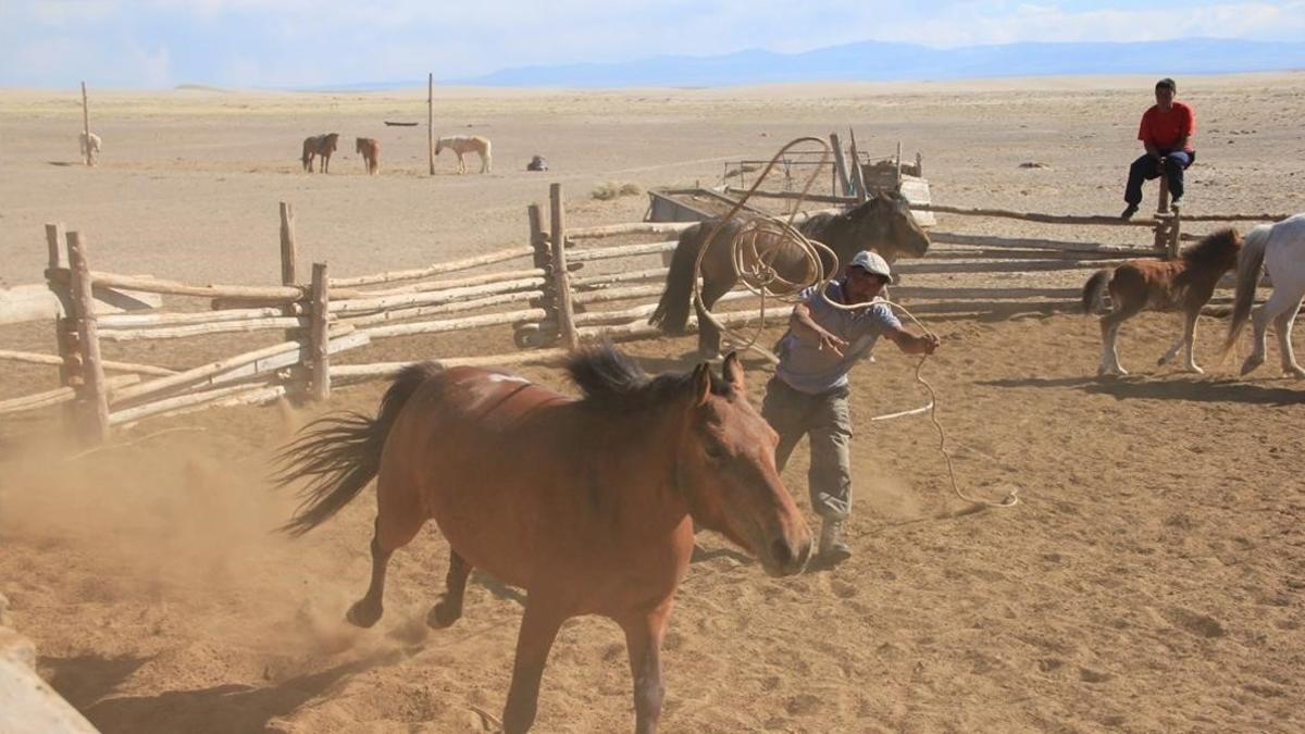 Criador de caballos en Mongolia.