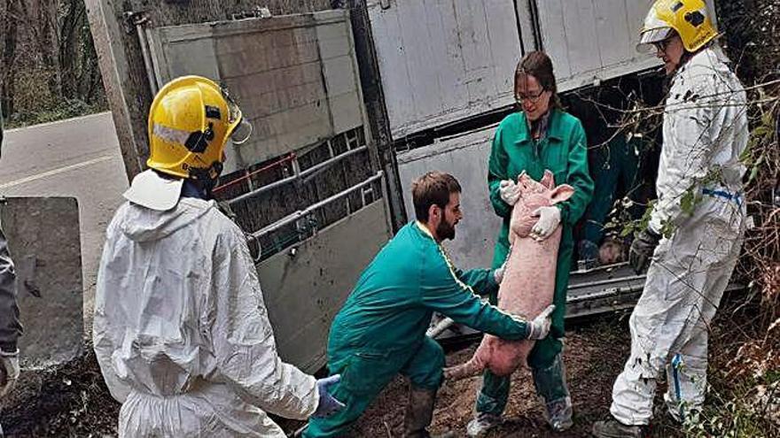 Un camió ple de porcs bolca a Sant Miquel