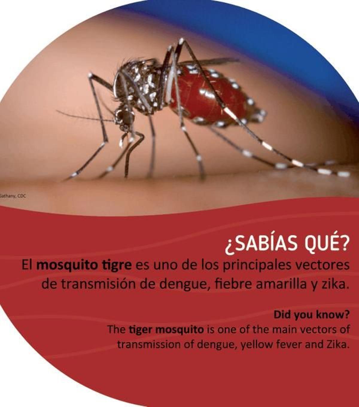 Todo lo que tienes que saber del mosquito que tiene en alerta a Canarias