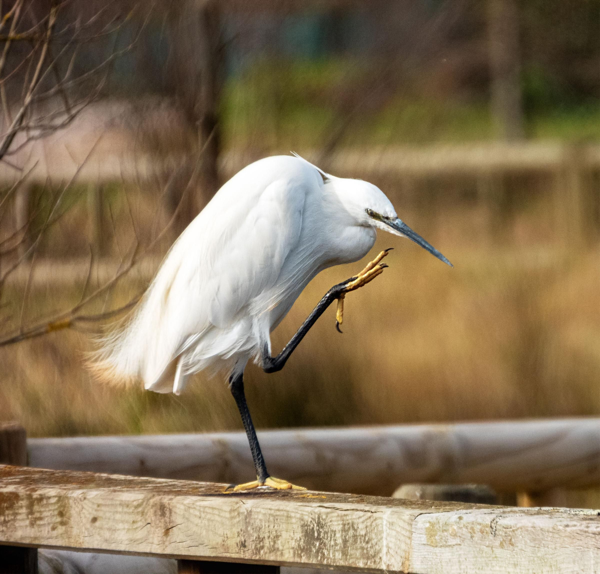 La ría, un espacio único en el que observar más de 300 especies de aves