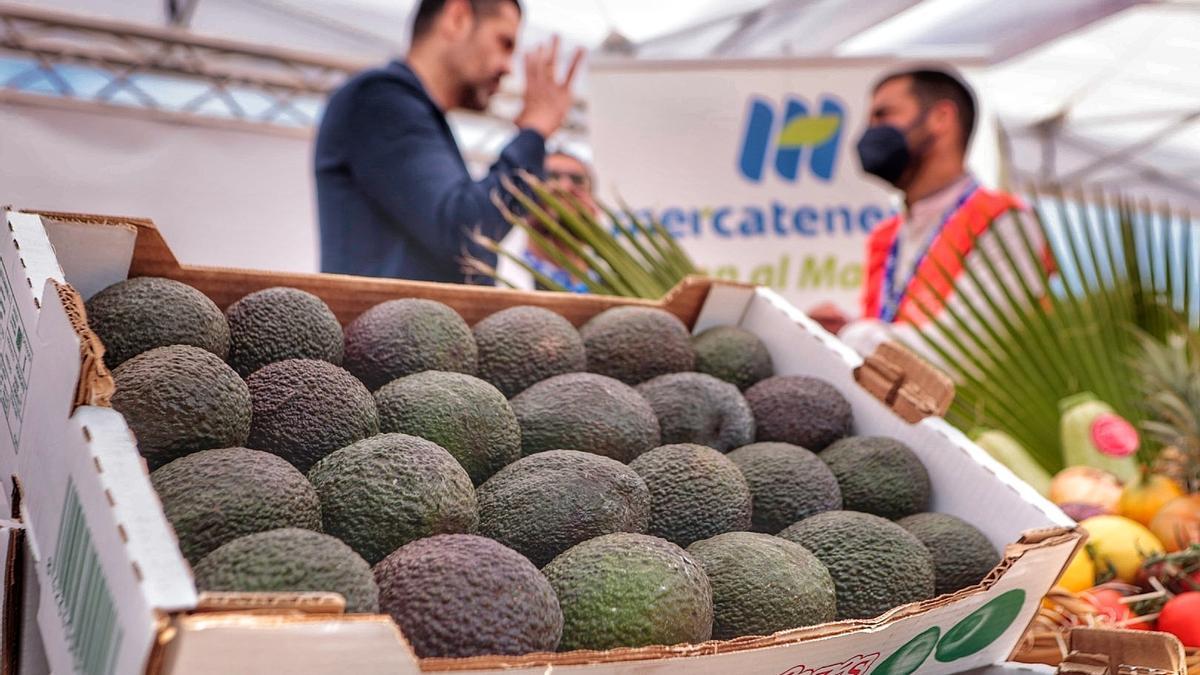 Aguacates en una feria monográfica sobre el producto en El Sauzal