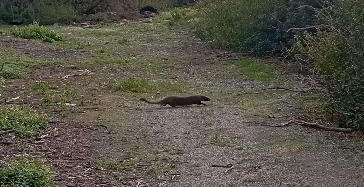 Un meloncillo, la única mangosta europea, cruzaba la Laguna de Los Prados la semana pasada.