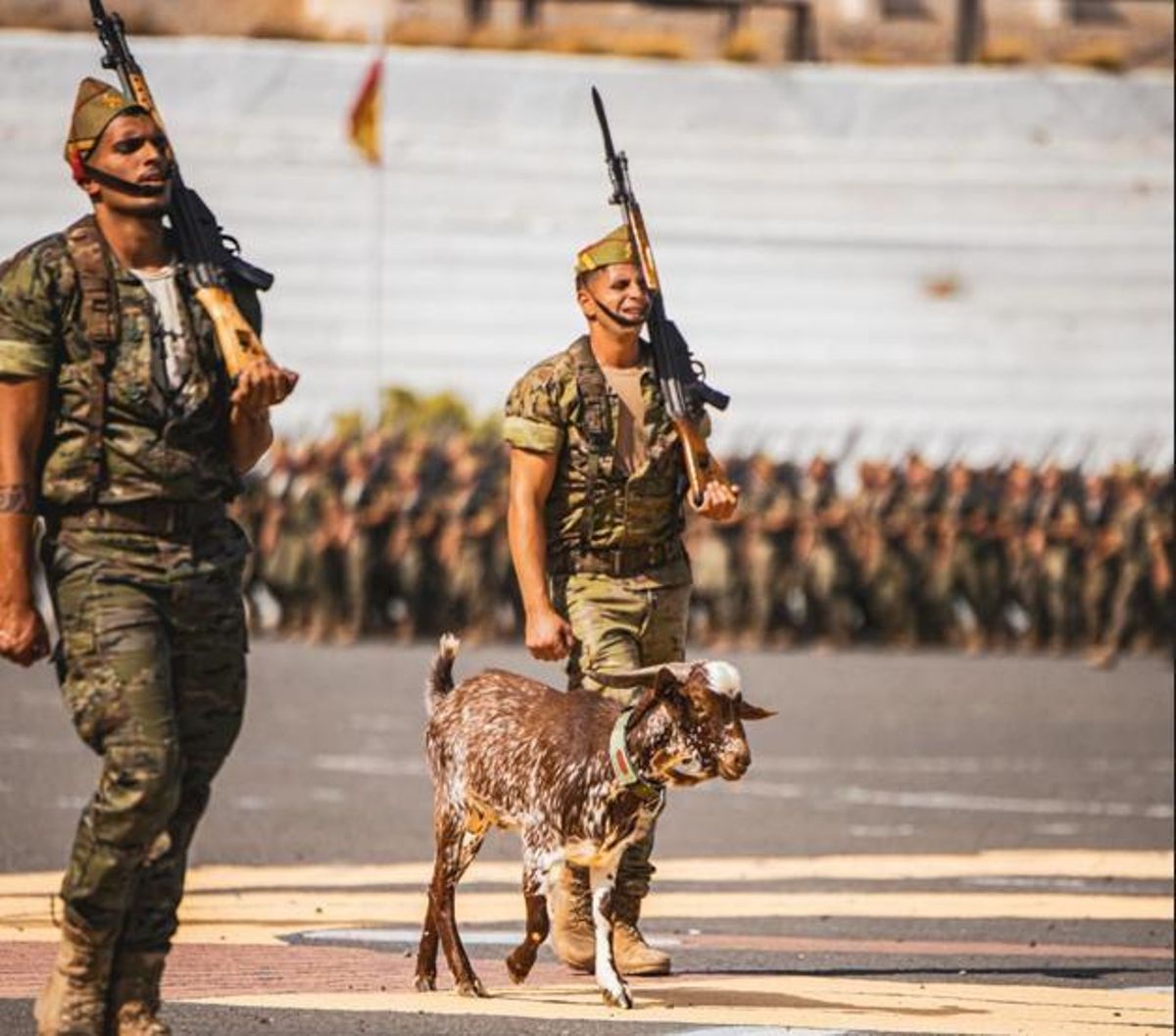 La cabra Camarón participará en el desfile militar