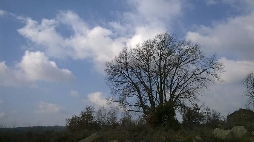 Majestuós. Aquest roure centenari el varen veure tot passejant per la vora de l’església de Sant Just d’Ardèvol, al municipi solsonès de Pinós, i, segons sembla, presenta unes grans dimensions.