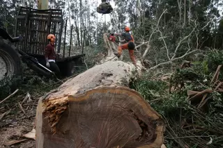 El cerco luso al eucalipto eleva otro 60% las plantaciones de Navigator en Galicia