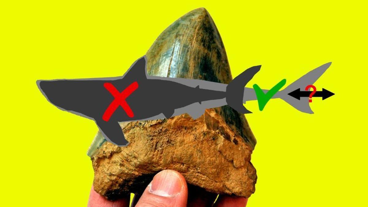 Antiguas y nuevas reconstrucciones de megalodón (Otodus megalodon). Al fondo se muestra el diente de este depredador.