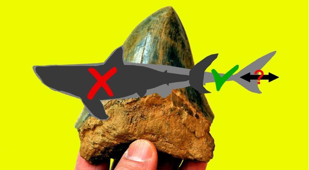Antiguas y nuevas reconstrucciones de megalodón (Otodus megalodon). Al fondo se muestra el diente de este depredador.