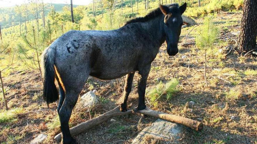 Un caballo marcado y con sendos cepos en las patas delanteras o manos. // Libera!