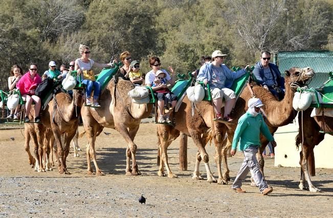 CAMELLOS DUNAS MASPALOMAS