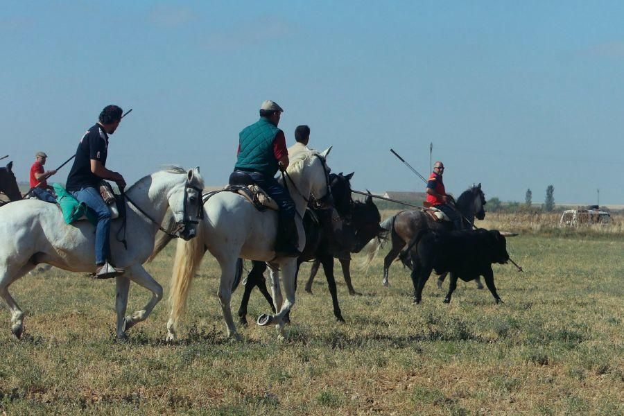 Villalpando despide los toros