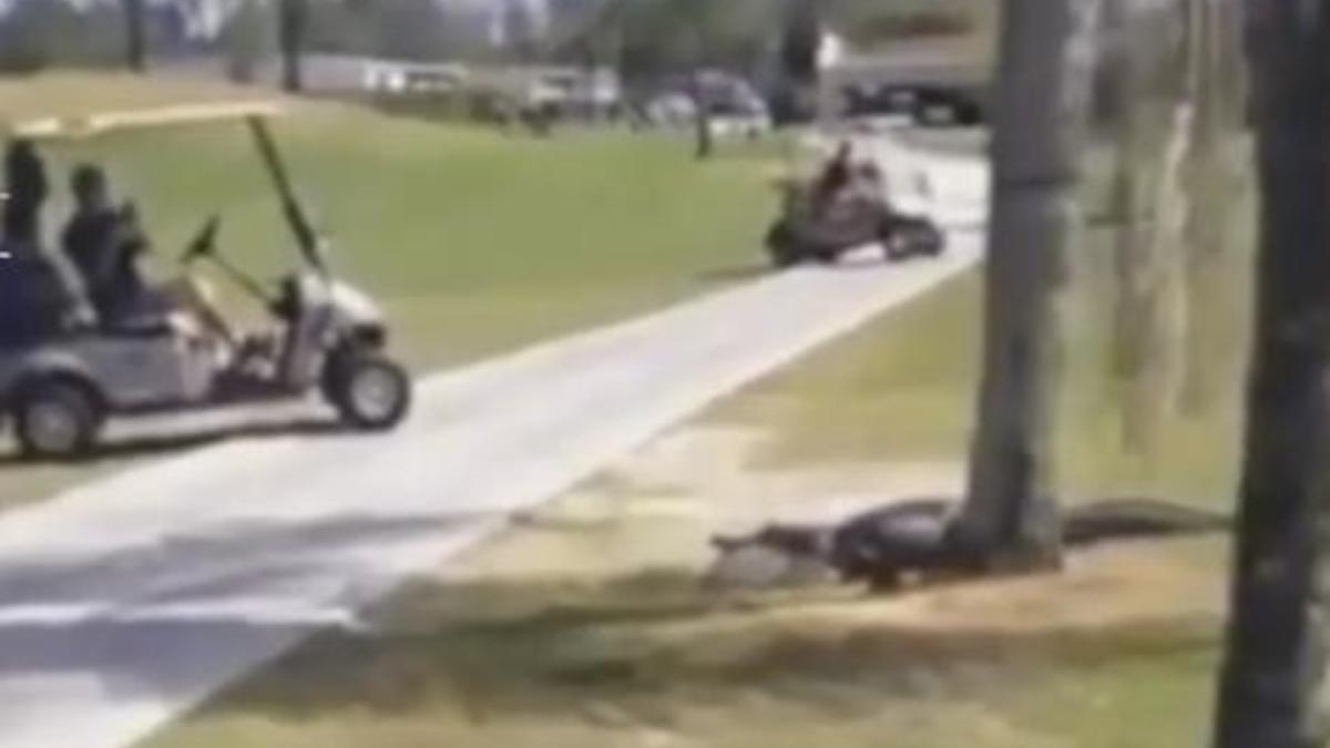 Un cocodrilo atraviesa un campo de golf de Florida.