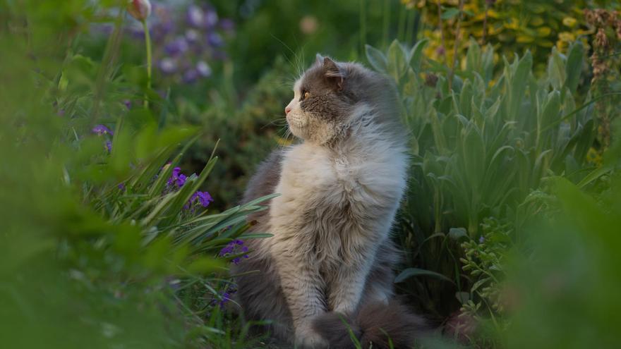 Estas son las plantas más tóxicas para los gatos