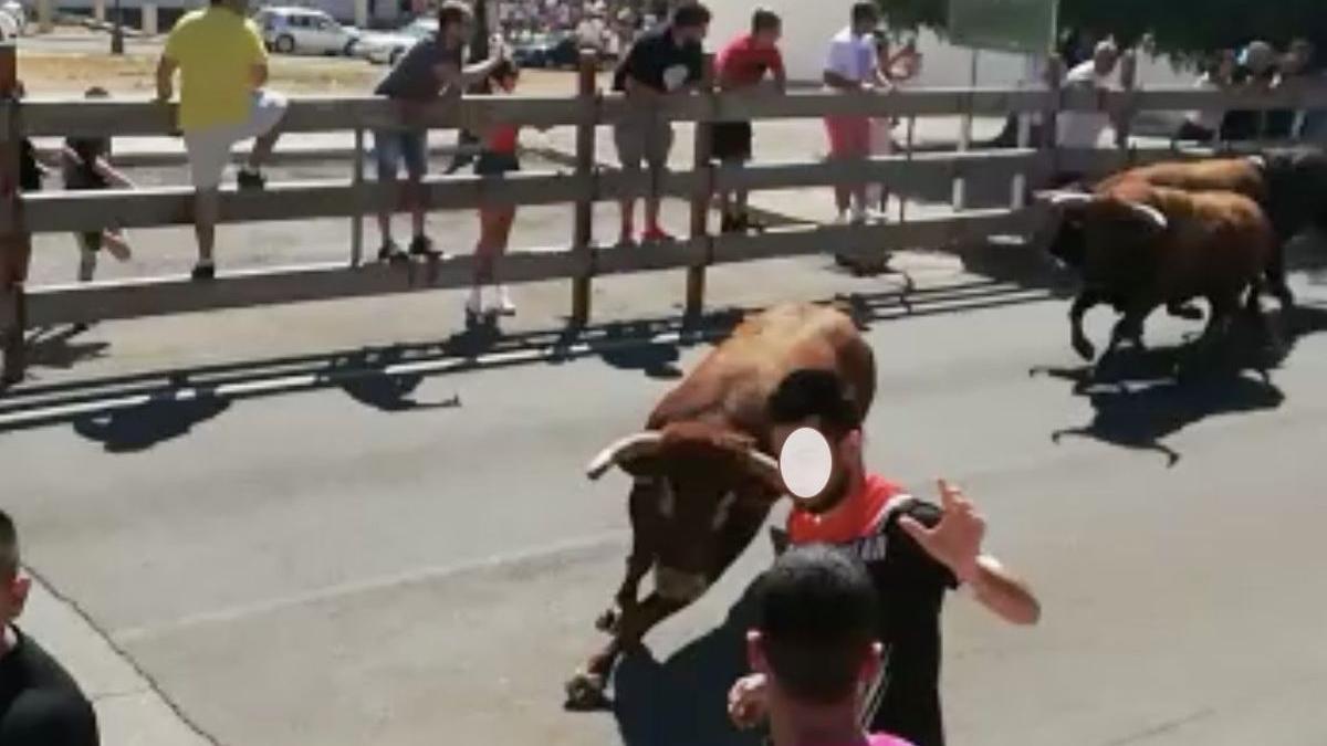 El toro colorado, en el tramo final del encierro, a la entrada de la plaza de toros, gira la cara hacia los mozos y segundos después, empitona a un corredor distinto al que aparece en la imagen.