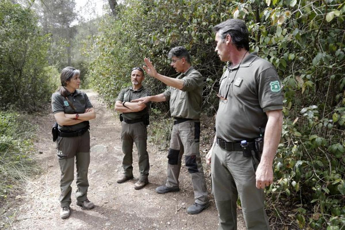 Agentes rurales anillan halcones peregrinos en el Penedès