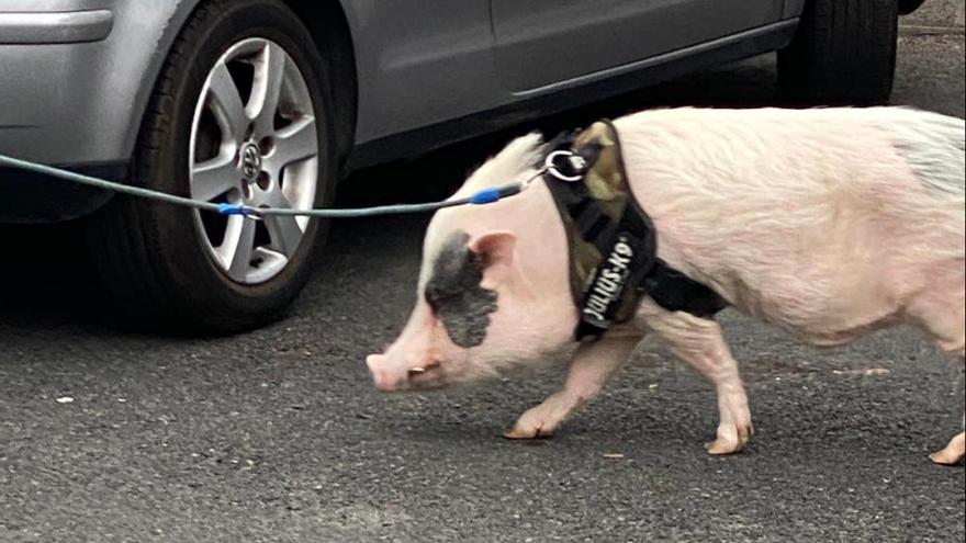 Un nuevo paseo del famoso cerdo de Ciudad Jardín