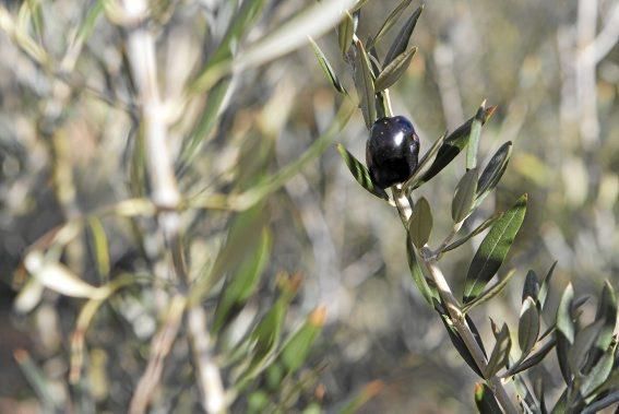 Gartenarchitektin Andi Lechte und Baumexperte Ramón Galmés: Im Februar ist ein Schnitt der "olivos" angesagt. Dies beugt Krankheiten und Schädlingsbefall vor, fördert die Fruchtbildung und erleichtert obendrein die Ernte.