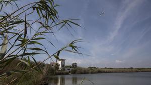 El Govern estudia crear una reserva nova per a les aus de la Ricarda i ampliar el Prat