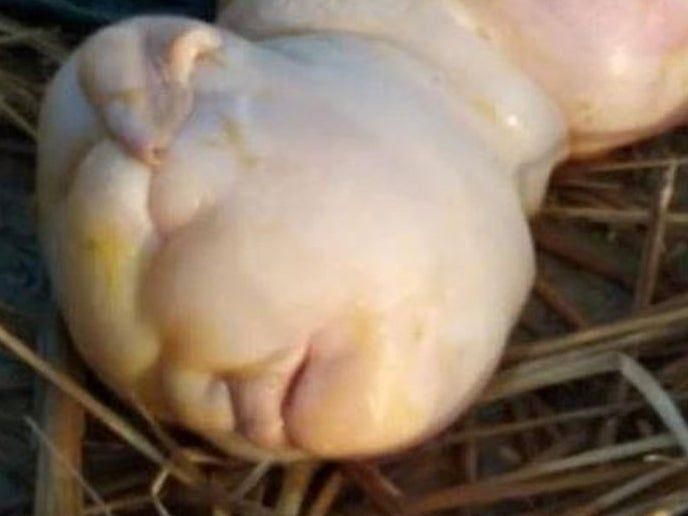 Otra imagen de la cabra mutante