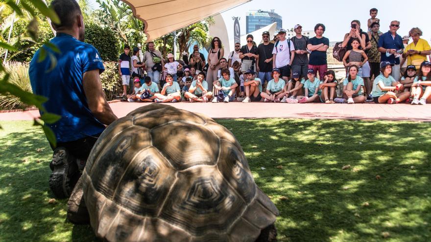 El Oceanogràfic invita a los niños y niñas a participar en la «Misión tortuga»