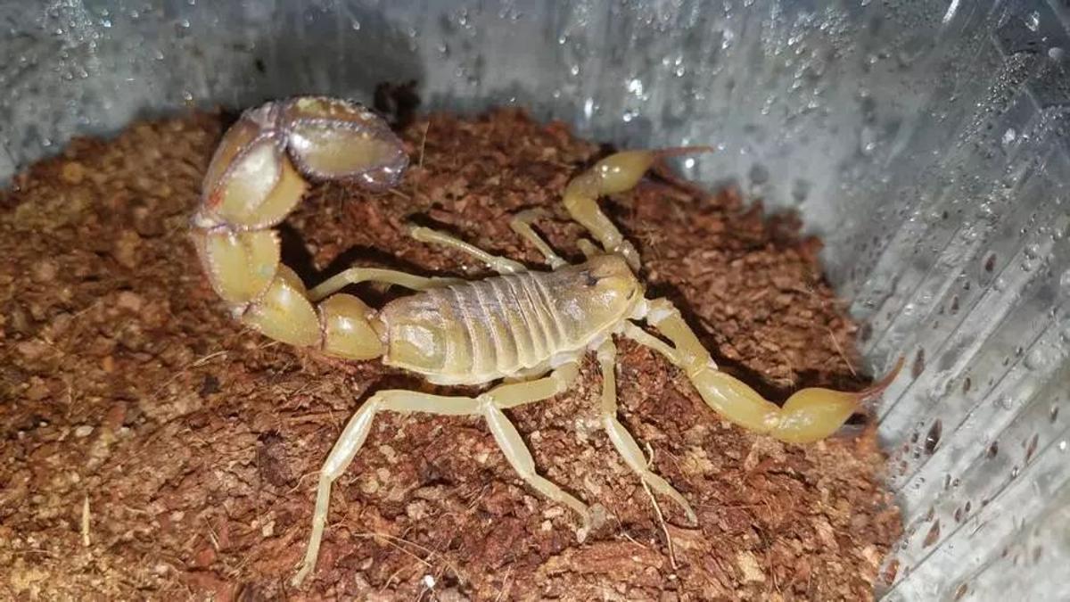 El alacrán o escorpión amarillo vive en las zonas más cálidas de España