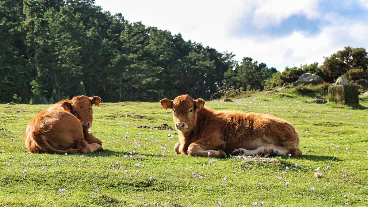 Vacas pastando enun prado en Galicia