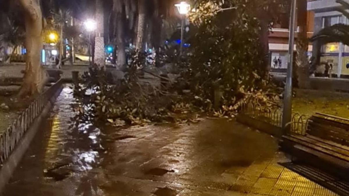 Árbol caído anoche en el parque de San Telmo. | | LP/DLP