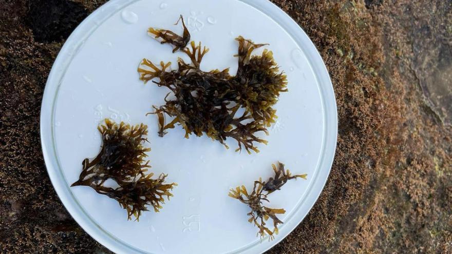 Las algas asiáticas exóticas se expanden por las costas de Canarias