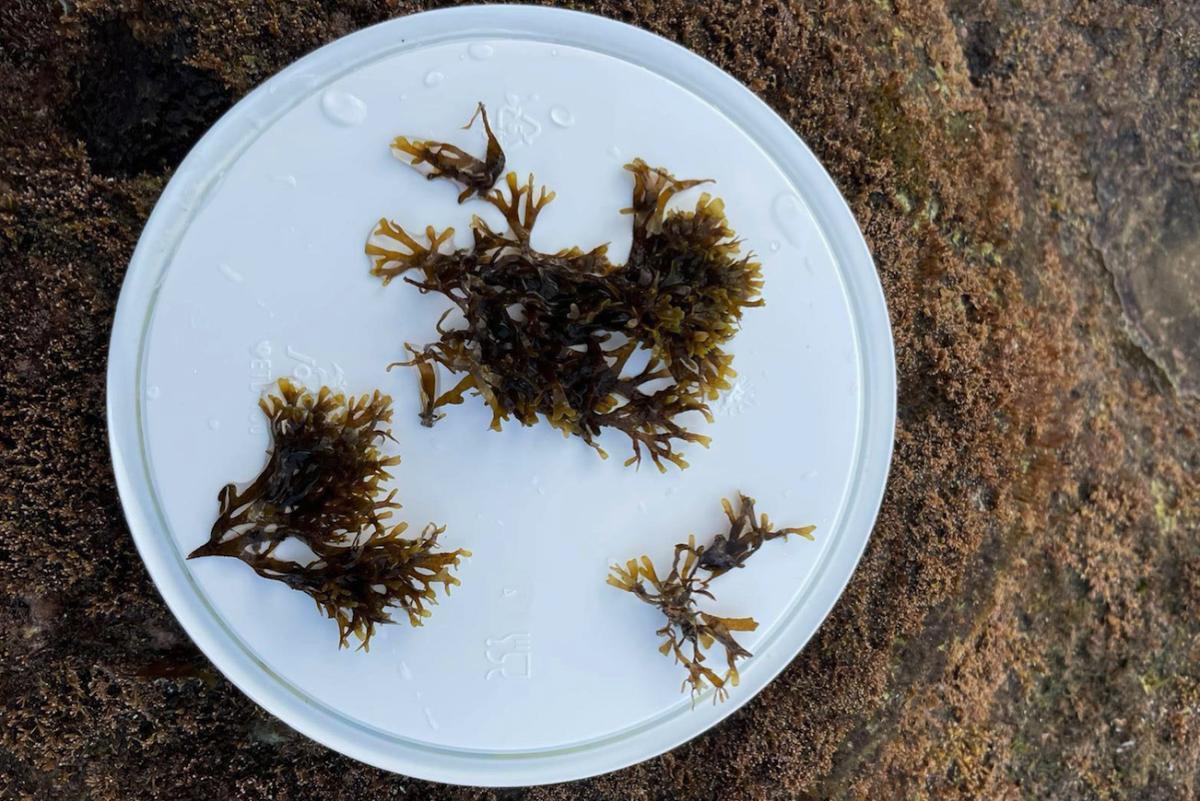Varios ejemplares de alga asiática (Rugulopteryx okamurae) recogidos de la costa de Gran Canaria.