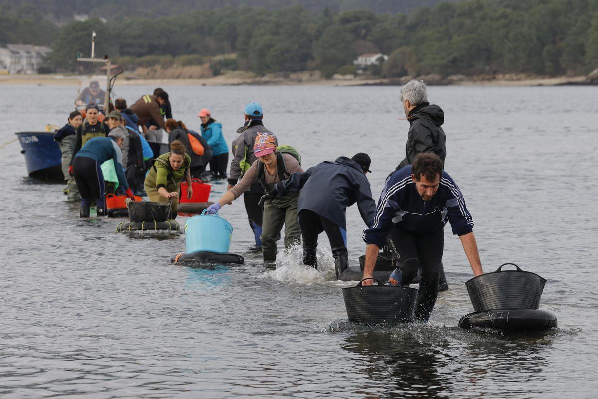Mariscadores de Noia retiran berberechos durante a campaña do pasado ano