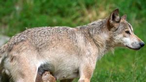 De la caça a l’expansió