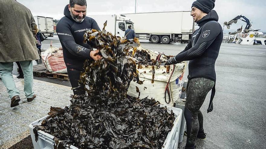 Dos pescadores descargan algas en una lonja gallega. // Iñaki Abella