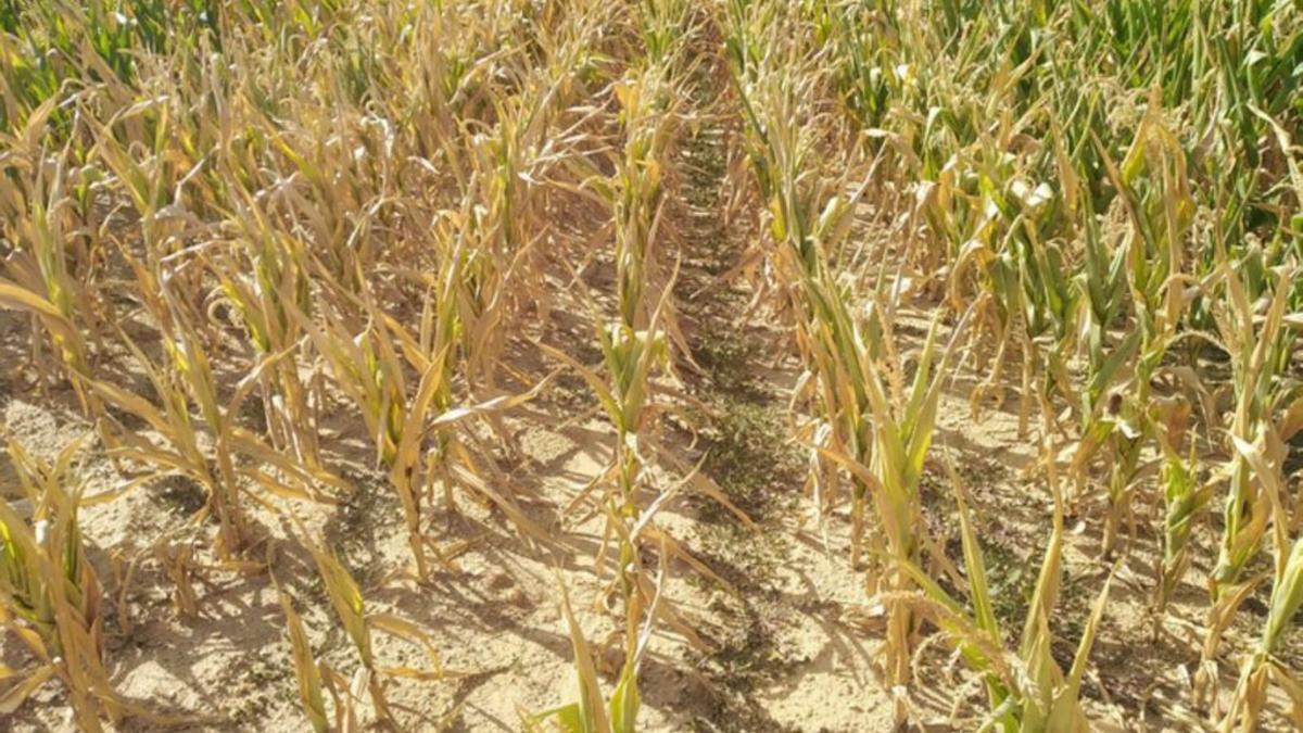 La falta de riego ha echado a perder gran pate  del os cultivos en Pueblica de Valverde. | E. P.
