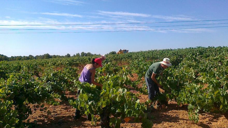 Viñedos de Requena